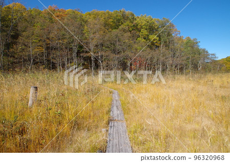 Yanohara Marsh Autumn Wooden Path Yanohara Marsh Autumn Wooden Path 96320968