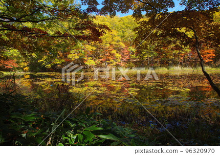 矢之原沼澤的紅葉 96320970