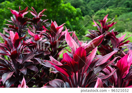 硃砂, 觀賞植物, 紅葉鐵樹 96321032