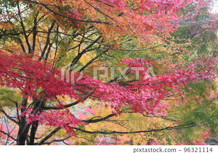 Autumn leaves Autumn leaves 96321114