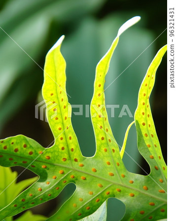 Ferns floating fantastically in the morning sun Tropical plants (December) Okinawa Uraboshi 01V3.4 96321431