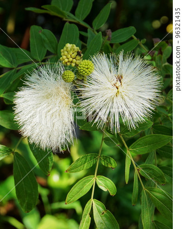 Needle-shaped white flowers Tropical plant (December) Calliandra 21 (Shirobeni Obanagokan) V3.4 96321435