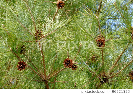 Pine cone of red pine 96321533