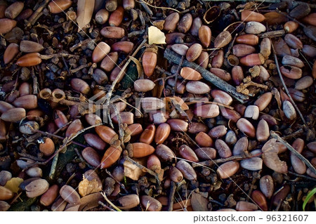 Acorn at your feet Acorn at your feet 96321607