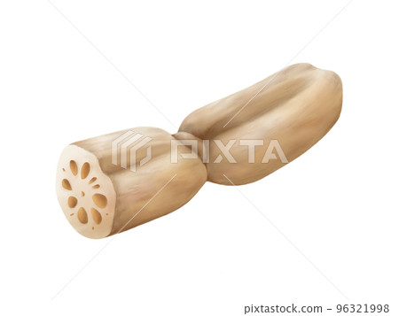 Realistic watercolor illustration of connected lotus roots Realistic watercolor illustration of connected lotus roots 96321998