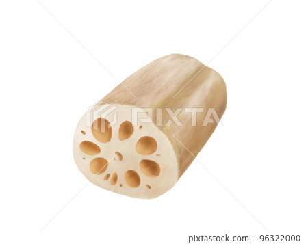 Realistic watercolor illustration of cut lotus root 96322000