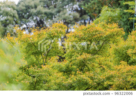 京都府京都市雲龍院秋天的泉龍寺 京都府京都市雲龍院秋天的泉龍寺 96322006