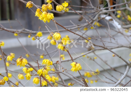 Japanese allspice flower 96322045