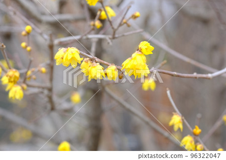 Japanese allspice flower Japanese allspice flower 96322047