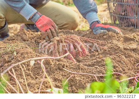 Harvesting sweet potatoes farmer organic farming organic Harvesting sweet potatoes farmer organic farming organic 96322217