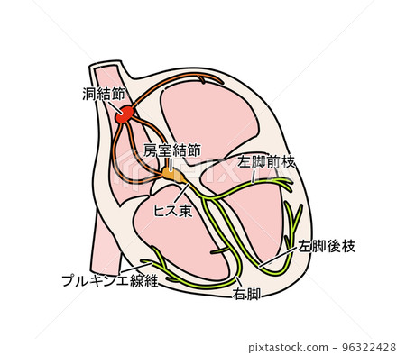 Stimulating conduction system 96322428