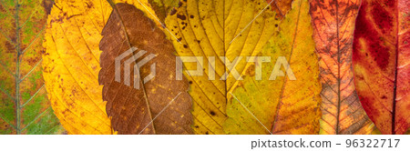 落葉背景紋理 落葉背景紋理 96322717