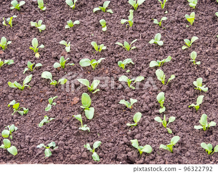 Lettuce and red cabbage plants on a vegetable garden ground. vitamins healthy biological homegrown spring Lettuce and red cabbage plants on a vegetable garden ground. vitamins healthy biological homegrown spring 96322792