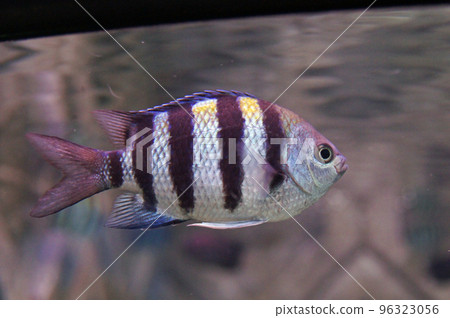 條紋豆娘魚 條紋豆娘魚 96323056