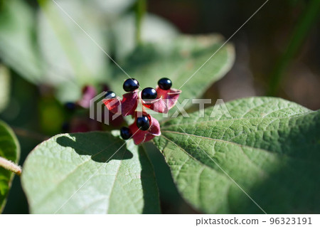 Tankiri bean 96323191