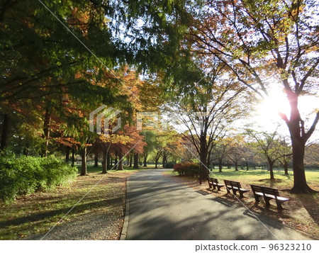 秋天的公園 秋天的公園 96323210
