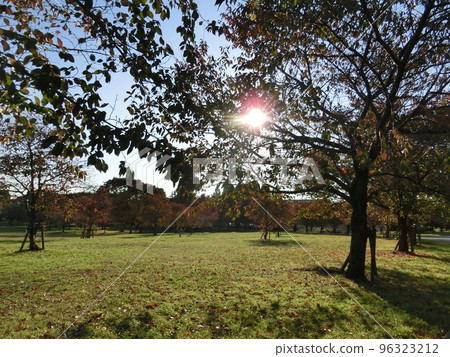 Autumn park 96323212