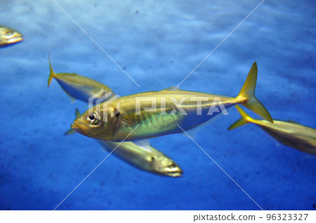 關竹莢魚 96323327