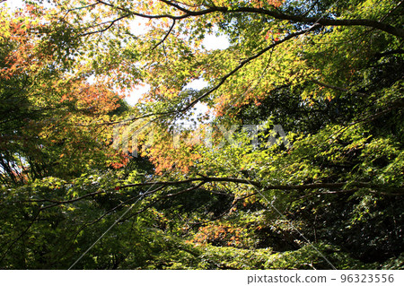 Scenery around the Ryumonkyo campsite in Arita, Saga Prefecture 96323556