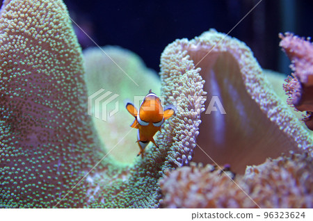 小丑anemonefish 96323624