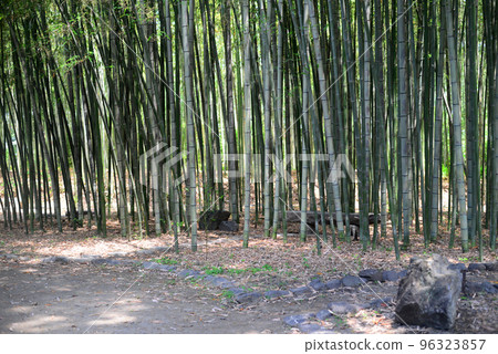 京都一號大澤池塘后的竹林 96323857