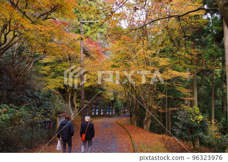 比叡山 橫河 楓樹 96323976