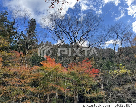 kibune shrine, maple, yellow leafe 96323994