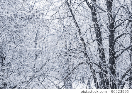 Background of tree branches covered with frost. Landscape of nature with white snow and cold weather. Winter holiday concept 96323995