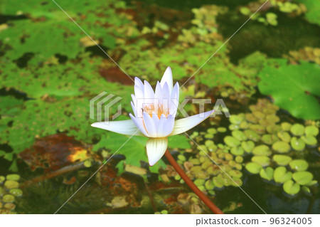 Tropical water lily Tropical water lily 96324005
