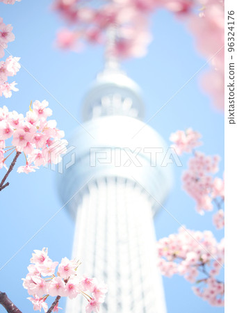 東京天空樹和河津櫻 東京天空樹和河津櫻 96324176