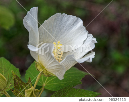 White mukoge's flower 96324313