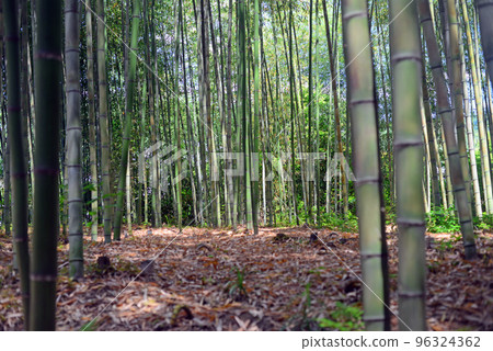 Kyoto Osawa pond back bamboo grove walking path-6 96324362