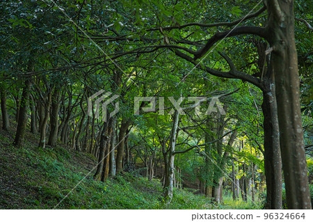 秋葉 - 文化公園 秋葉 - 文化公園 96324664