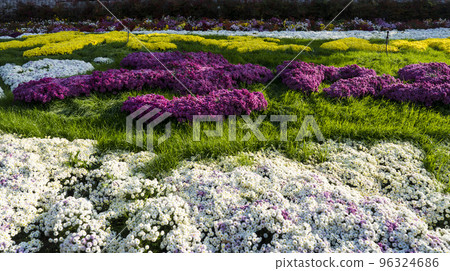 和順菊花節美麗綻放的菊花花園 96324686
