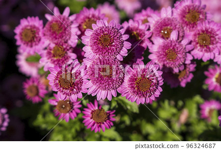 和順菊花節美麗綻放的菊花花園 和順菊花節美麗綻放的菊花花園 96324687