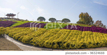 Beautifully blooming chrysanthemum flower garden at Hwasun Chrysanthemum Festival Beautifully blooming chrysanthemum flower garden at Hwasun Chrysanthemum Festival 96324688