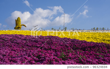Beautifully blooming chrysanthemum flower garden at Hwasun Chrysanthemum Festival Beautifully blooming chrysanthemum flower garden at Hwasun Chrysanthemum Festival 96324694