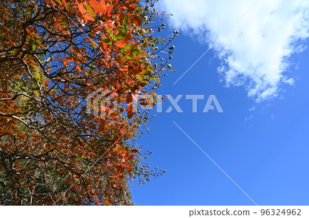 Looking up at the sky and autumn leaves 96324962