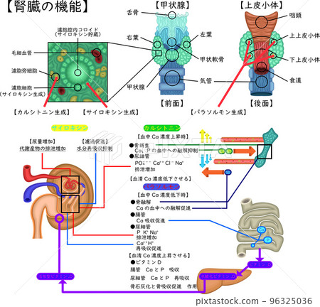 Structure and function of the thyroid gland 96325036