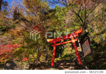 Amehata Fudo Myo-o Torii 站在紅葉森林中 96325190