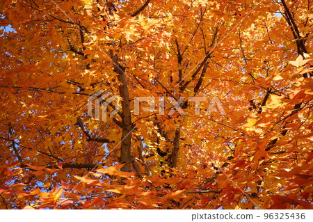 鹿之台中央公園 Taiwanfuu 的秋葉 96325436