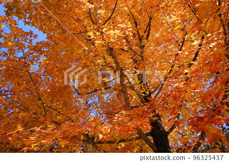 鹿之台中央公園 Taiwanfuu 的秋葉 鹿之台中央公園 Taiwanfuu 的秋葉 96325437