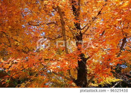 鹿之台中央公園 Taiwanfuu 的秋葉 96325438