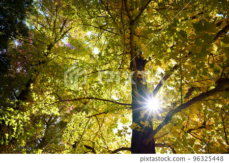 鹿之台中央公園 Taiwanfuu 的秋葉 鹿之台中央公園 Taiwanfuu 的秋葉 96325448