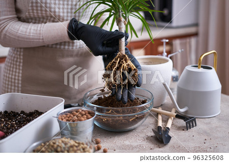 Woman replanting Dracaena house plant at home Woman replanting Dracaena house plant at home 96325608