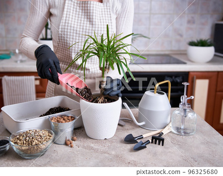 Woman replanting Dracaena house plant at home 96325680