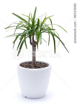 Dracaena house plant in a pot isolated on white background 96325690