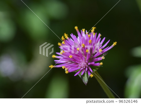 Cute yellow-bellied squirrel Cute yellow-bellied squirrel 96326146