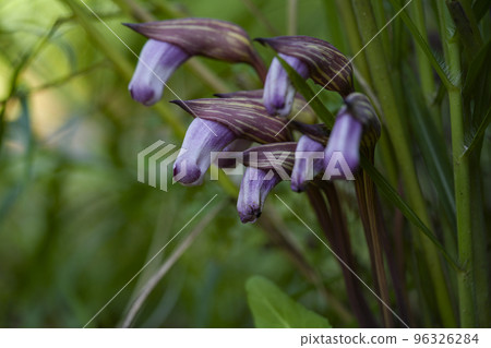 Mysterious Nanbangisuru Mysterious Nanbangisuru 96326284