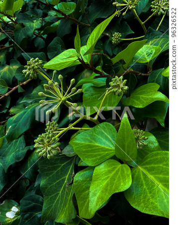 Pohon Kina Cinchona Quina Tree selective focus 96326522